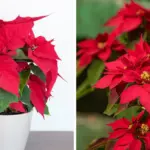 How to Shape Lavender Into a Bushy, Rounded Form