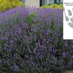 How to Pinch Basil the Right Way So It Doesn’t Flower Too Soon