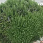 Creeping Thyme Lawn vs. Grass: Why You Should Make the Switch