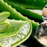 Thanksgiving Cactus in December: 7 Things to Do Right After Blooming