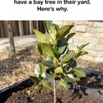 Why Gardeners Are Hanging Garlic Bulbs Near Their Plants