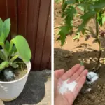 Hydrogen Peroxide in the Garden: Which Plants Love It (and How to Apply)