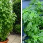 How to Shape Lavender Into a Bushy, Rounded Form