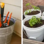 10 strange pruning habits that keep plants thriving 