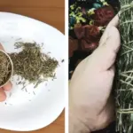 11 Flowers That Love Coffee Grounds – Boost Blooms Naturally!