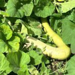 Stop bagging up fallen leaves. Here are 10 brilliant ways gardeners use them to boost their outdoor space.