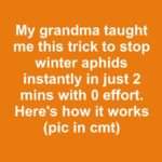 Most folks don’t realize they are doing this. 10 critical errors that stop tomatoes from ripening