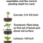 15 top plants that keep pests away