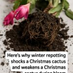 Here’s why cozy heated rooms can stress a Christmas cactus during Christmas cactus bloom time