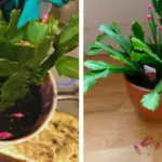 Just discovered this in my son’s hair. What is it? Not sure if we should go to doc