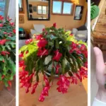 11 Houseplants You Can Propagate From Cuttings In December