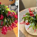 Doctors reveal that eating cabbage causes …