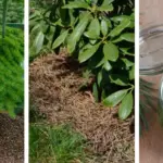 How to Plant a Lemon in a Cup: A Natural Way to Purify Air and Lift Your Mood