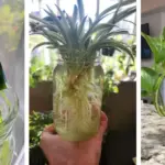 Say goodbye to bare branches. Revive your Christmas Cactus blooms with these simple hacks