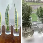 Why You Should Keep a Rosemary Plant in the Kitchen: 8 Amazing Perks