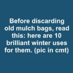 Most people do this wrong. Here’s the right way to fertilize hydrangeas for insane blooms