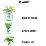 Most folks mess this up. The right way to grow clematis on a trellis