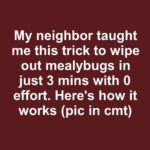 If your wooden pallets are stacking up, don’t toss them. Use them in these 10 must-try garden transformations.