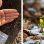 The Best-Kept Secret to Creamy, Gourmet Mashed Potatoes (It’s NOT milk!)