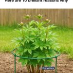 Stop eating eggs like that! (Nutritionist reveals the reason)