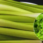 Most folks mess this up. The right way to grow clematis on a trellis