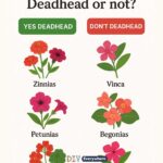 Here’s why pruning roses during dormancy leads to better blooms and healthier plants