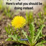 My friend taught me this trick to eliminate Christmas-time spider mites in just 4 mins with 0 effort. Here’s how it works