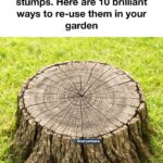 Don’t throw away old seed packets. Here are 10 clever uses gardeners swear by.