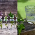 Most People Don’t Realize Oregano Can Address These 12 Health Concerns