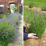 10 Flowers You Shouldn’t Plant With Roses (And 5 That Help Protect Them)