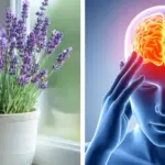 How To Force a Snake Plant to Produce Pups for Unlimited Sansevierias