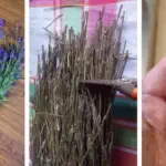 How to Trim a Christmas Cactus Without Damaging Next Year’s Blooms