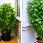 Don’t mistake this for a weed. It belongs in your garden. Here’s why