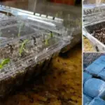 Gardener’s Secret: How to Grow Basil That Keeps Producing All Season Long