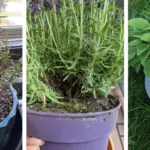 This Is Why Every Garden Needs a Rosemary Bush by the Front Door