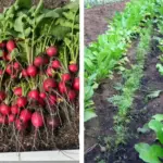 Christmas Cactus Care in November: 7 Steps for More Flowers and Growth