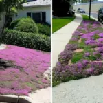 This Is Why Every Garden Needs a Rosemary Bush by the Front Door