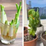 15 Flowers You Shouldn’t Deadhead