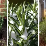 How to Grow Bigger Hydrangea Blooms: The Step Gardeners Forget