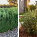 Something felt off about the nanny’s daily “walks” with my mom. Then I checked the doorbell audio.