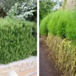 12 Herbs you Can Grow With Just Water all Year Round