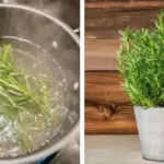 20 Plants And Herbs Which You Can Grow From Cuttings