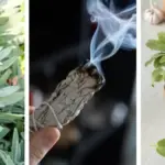 How to Make a Snake Plant to Bloom (Highly Fragrant & Rare)