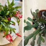 9 Vegetables That Grow Better If You Mist Them Instead of Watering