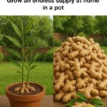 Garlic, Honey, and Cloves