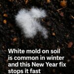 Here’s how to repurpose holiday planters the smart way for New Year houseplants