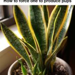 Here is how to keep your orchid full of blooms even during cold January days