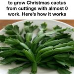 I just saw this in the yard the other day!