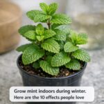 15 Perfect Vegetable Pairs to Grow in Containers Together