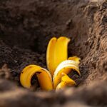 Most people are clueless about its power. This is more than just a plant. Here’s why